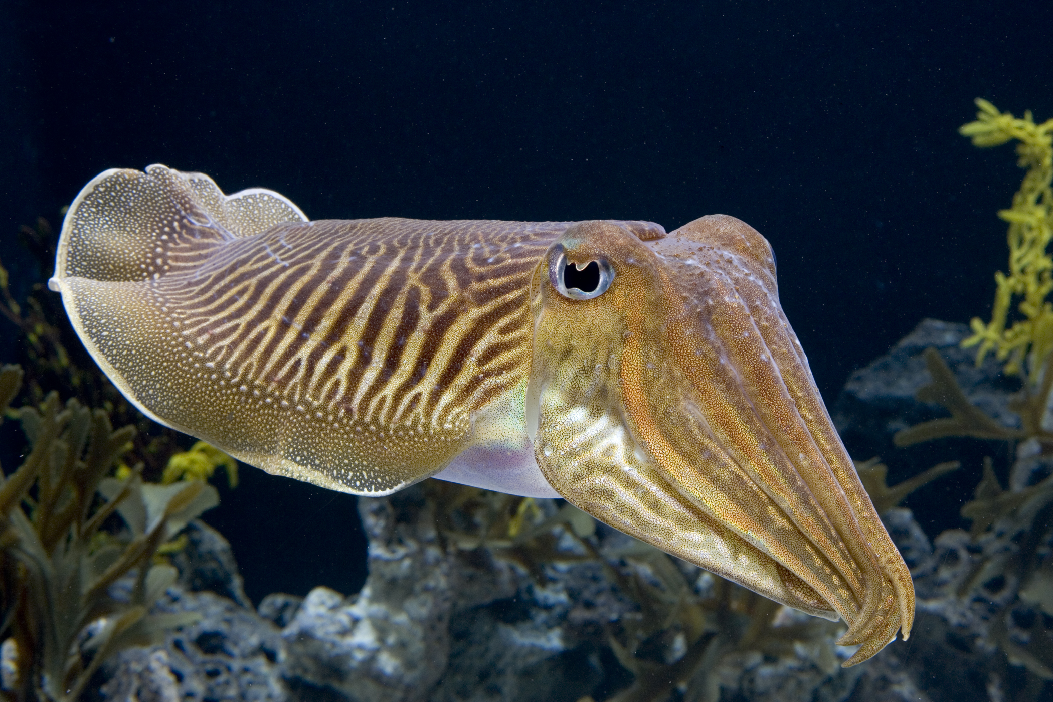 cuttlefish3.jpg